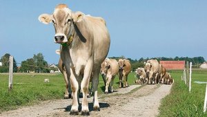 Für die Aufkofferung Für die Aufkofferung von unbefestigten Wegen oder Hofumgebungen darf kein Fräsasphalt verwendet werden. Wenn Landwirte solches Material zulassen, machen sie sich strafbar.