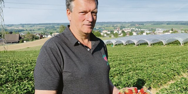 Willi Staubli hat Erdbeer-Freilandkulturen und solche in geschütztem Anbau unter Folien. 