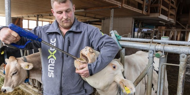 Tobias Wehnert hält in der rechten Hand den Bolus-Eingeber, während er mit der linken Hand die Kuh dazu bringt, das Maul zu öffnen.