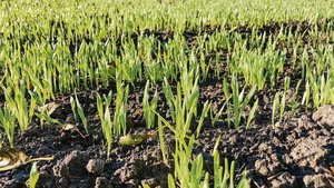 Über den Saatzeitpunkt kann man es einrichten, dass die Bedingungen während der Bestockung des Getreides eher eine Unkrautkur zulassen.