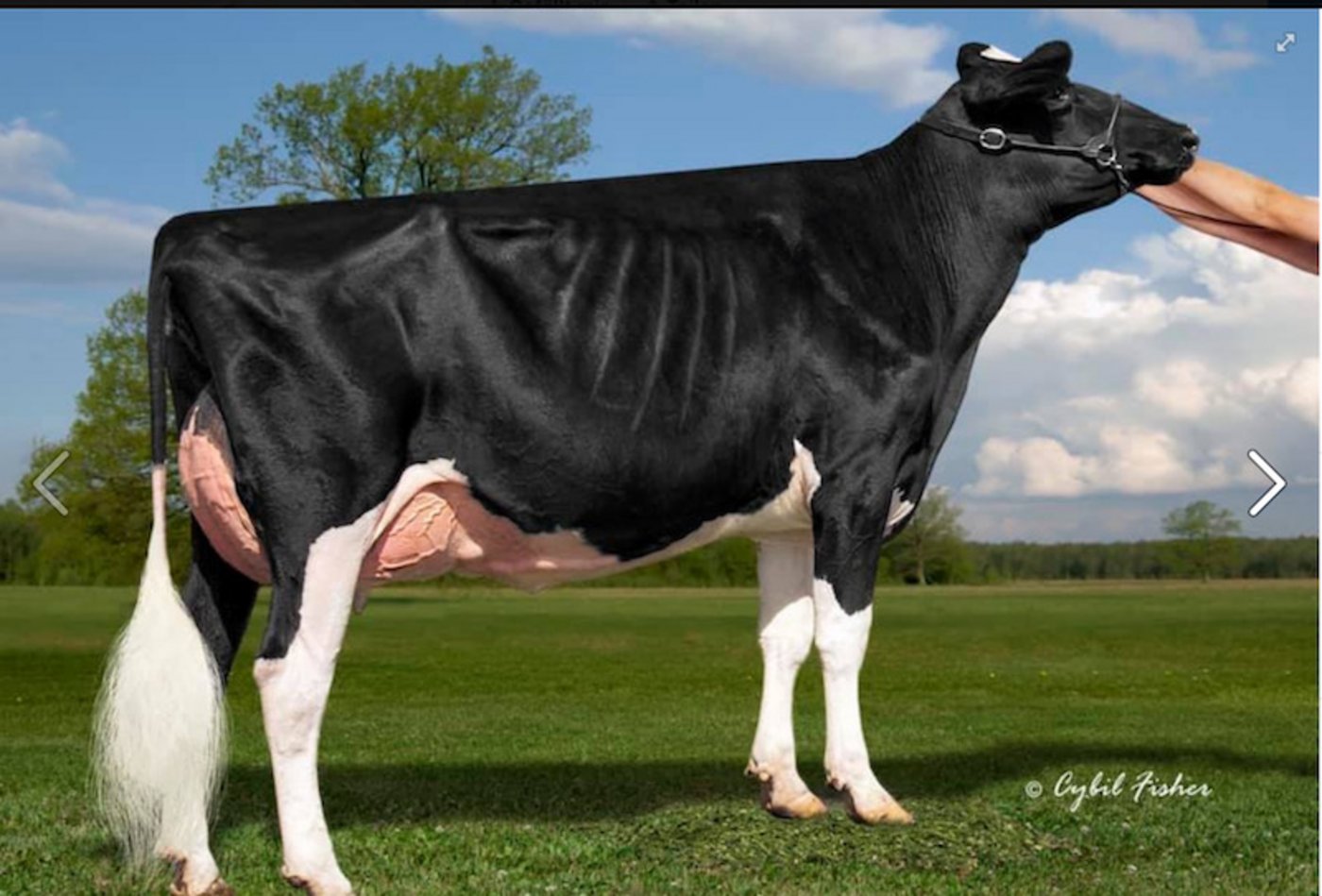 Die schöne Kamps Appleb America VG 89. Die Undenied-Tochter America stammt aus der bekannten Apple-Familie ab. (Bild cf)