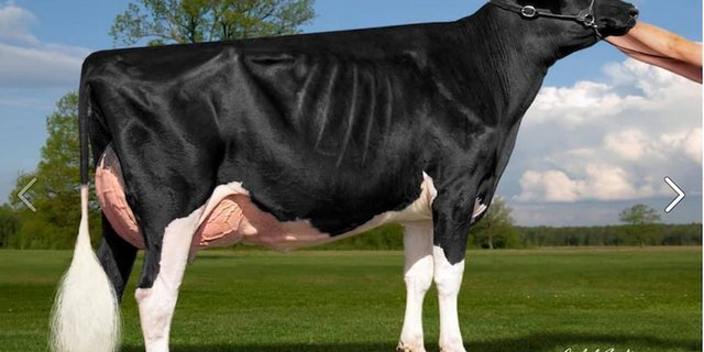 Die schöne Kamps Appleb America VG 89. Die Undenied-Tochter America stammt aus der bekannten Apple-Familie ab. (Bild cf)