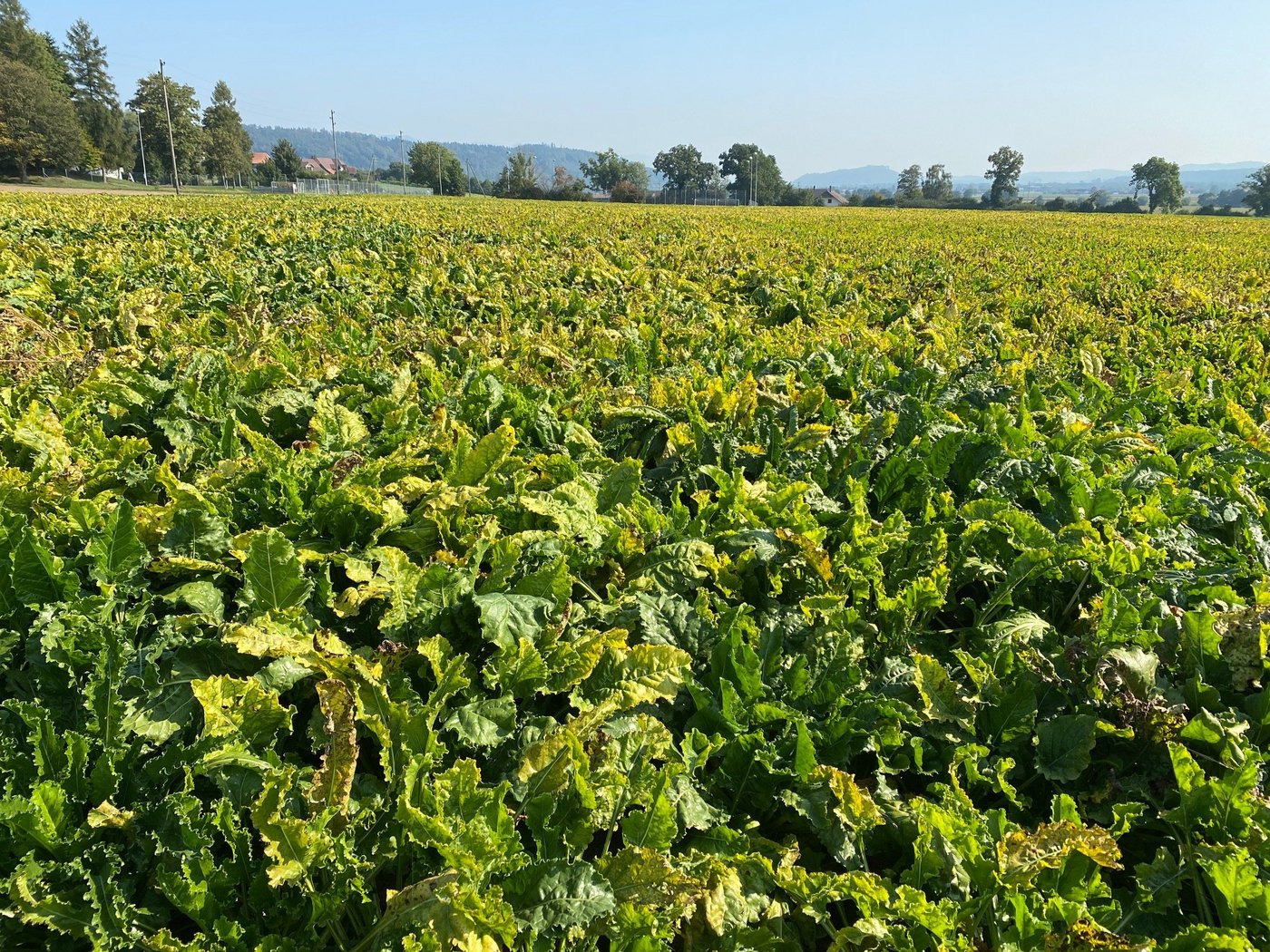 Durch die Viröse Vergilbung werden die durchschnittlichen Erträge in der Westschweiz auf 65 t/ha geschätzt. (Bild Katrin Erfurt)