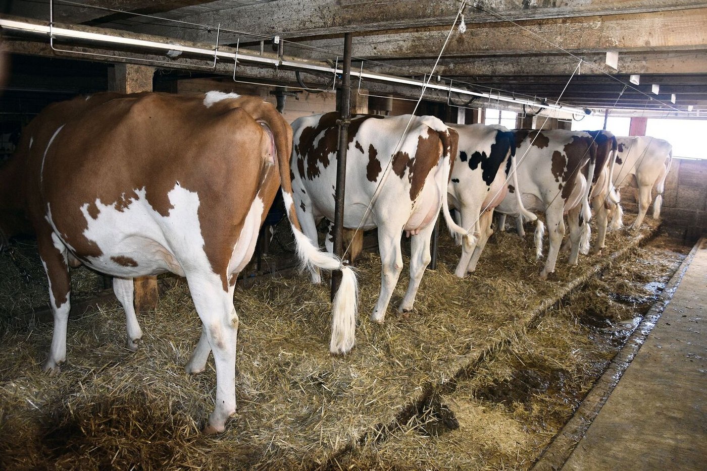 Eine Kuh schöner als die andere: Vor allem die Stiere Power, Bad, Achilles und Diamondback prägen zurzeit die Zucht.  