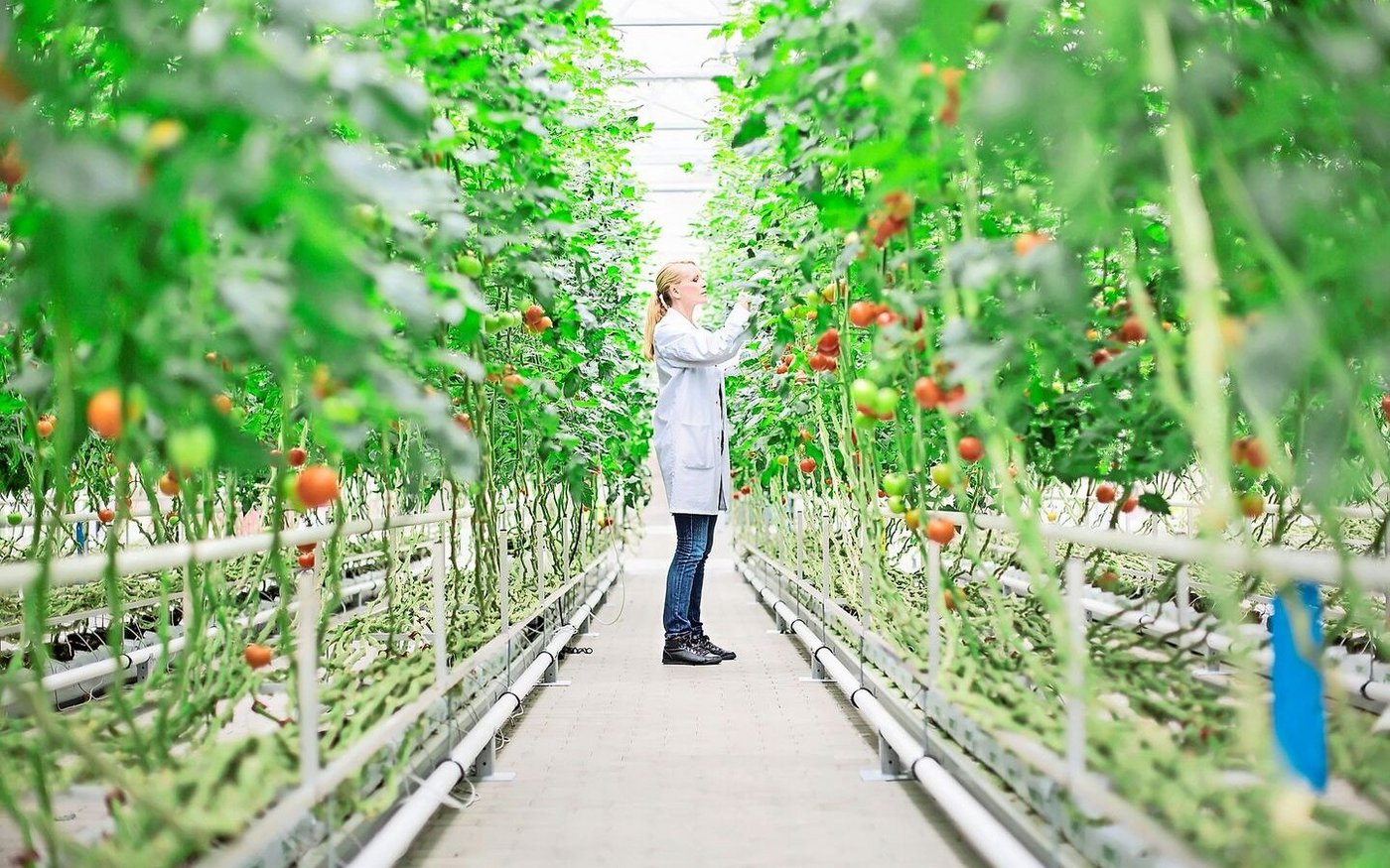 Nur wenn die Kosten dafür gedeckt werden können, investieren Unternehmen in neue Züchtungsmethoden: Dafür soll der Patentschutz sorgen.