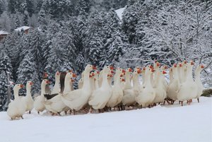 Rarität auf der Schweizer Weihnachtstafel: die Weidegans Schnee finden die Weidegänse zwar ganz in Ordnung, doch wenn nirgends mehr Grasbüschel hervorschauen, wird es schnell langweilig. (Bilder lid/as)