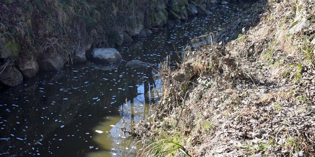 Die Jauche eines Landwirtschaftsbetriebs gelang in den Waldibach in Rothenburg, wodurch ein Grossteil des Fischbestandes vernichtet wurde. (Bild Kapo Luzern)