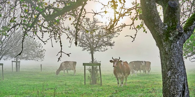 Die Schweiz hat immer weniger Kühe. Zwar geben sie mehr Milch, aber Seuchen – wie Blauzunge – stellen die Tierzucht vor grosse Herausforderungen. 