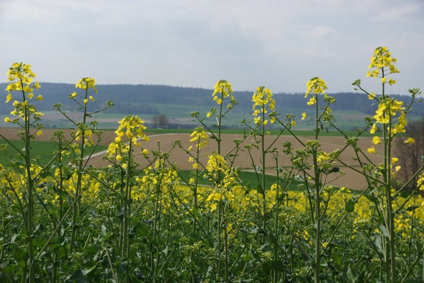 Raps bildet tiefreichende Wurzeln und kann daher Wasser weit unter der Oberfläche anzapfen. (Bild BauZ)