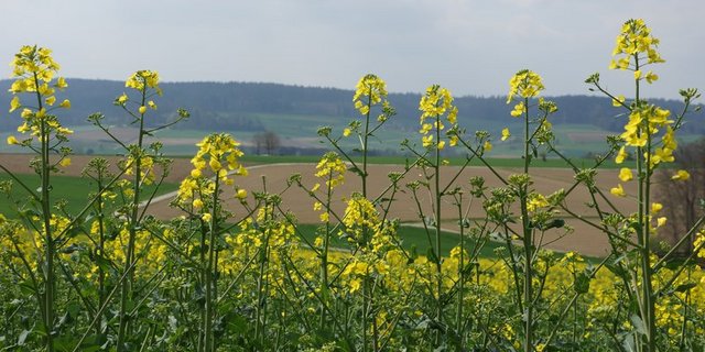 Raps bildet tiefreichende Wurzeln und kann daher Wasser weit unter der Oberfläche anzapfen. (Bild BauZ)