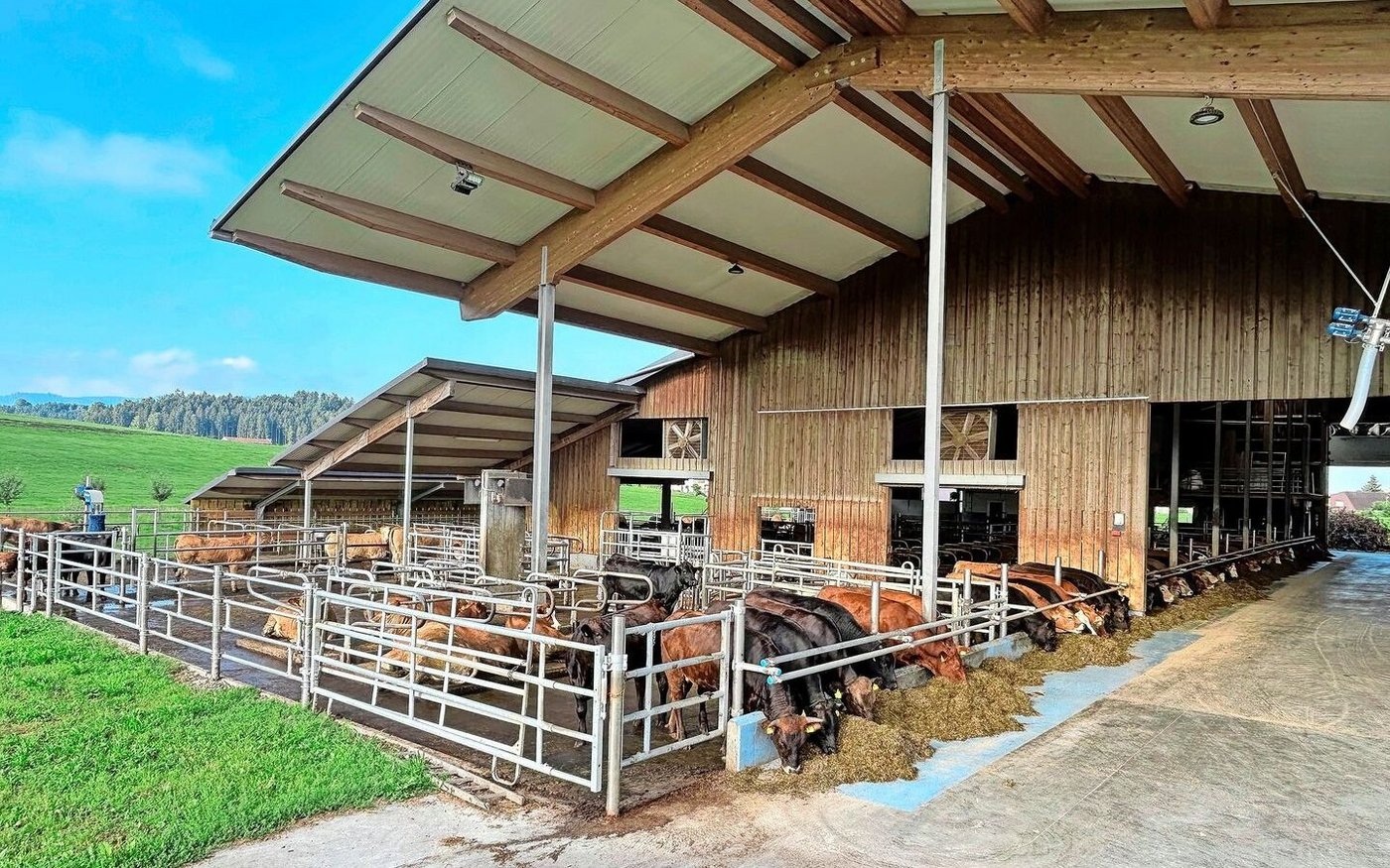 Der Rindermaststall ist ausserhalb des Dorfes. Belegt mit weiblichen F1-Tieren, die das Gras aus dem Unternutzen verwerten.