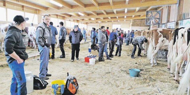 Auch in die Markthalle in Schüpbach BE, wurden Kühe ausgewählt. (Bild sb)