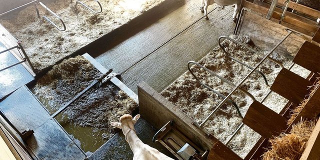 In Laufställen mit Laufhöfen können die Ammoniakbelastungen hoch sein. Regelmässig gereinigte und trockene Laufflächen helfen mit, die Emissionen zu reduzieren.  