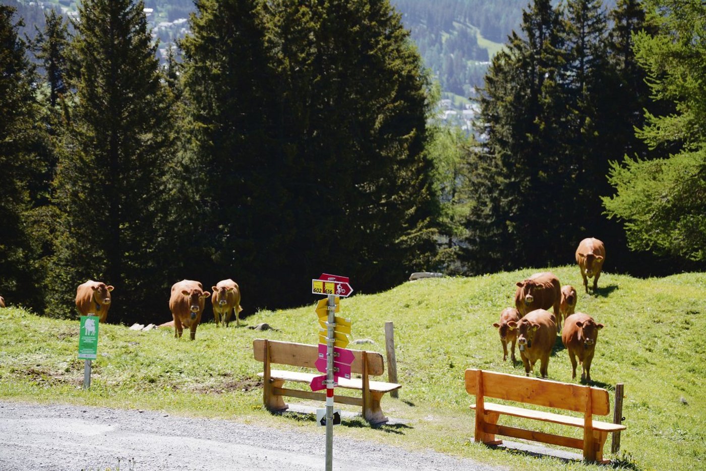 Begegnungen mit Mutterkühen gehören in Tourismusgebieten zum Alltag. Abklärungen und das Festlegen von Massnahmen sind unumgänglich.(Bild Hans Feldmann, BUL)