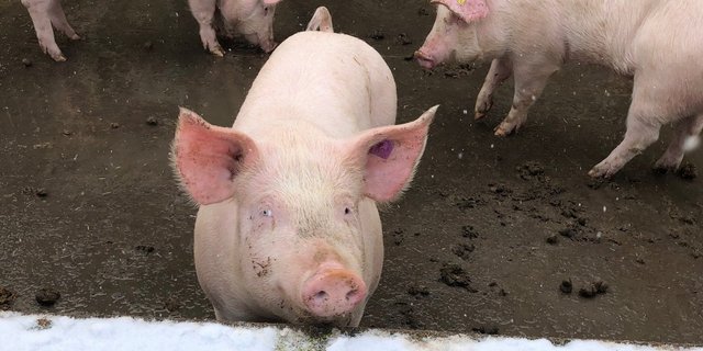 Kommen mit der Gülle mehr Nährstoffe aufs Feld, als die Pflanzen aufnehmen können, belastet das die Umwelt. Besonders gross ist der Optimierungsbedarf in Sachen Nährtsoffüberschüssen in Gebieten mit hohen Tierbeständen wie im Kanton Luzern. (Bild Cécile Stäger / Agroscope) 