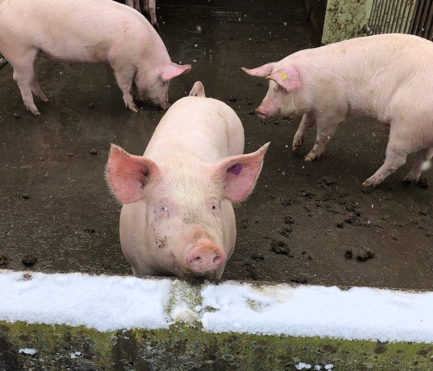 Kommen mit der Gülle mehr Nährstoffe aufs Feld, als die Pflanzen aufnehmen können, belastet das die Umwelt. Besonders gross ist der Optimierungsbedarf in Sachen Nährtsoffüberschüssen in Gebieten mit hohen Tierbeständen wie im Kanton Luzern. (Bild Cécile Stäger / Agroscope) 