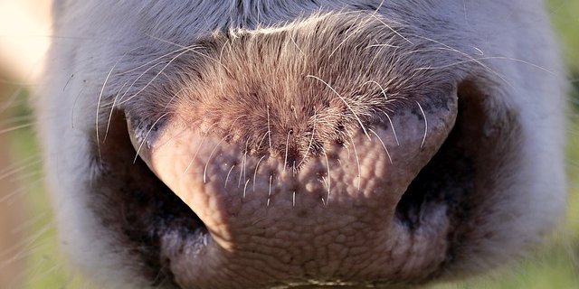 Die Kuh rutsche aus und fiel auf Bauer. (Bild pixabay)