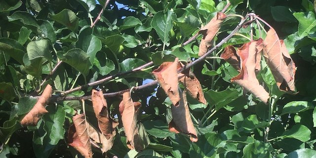 Wegen dem Feuerbrand musste bereits tausenden von Bäumen ausgerissen werden. (Bild zVg)