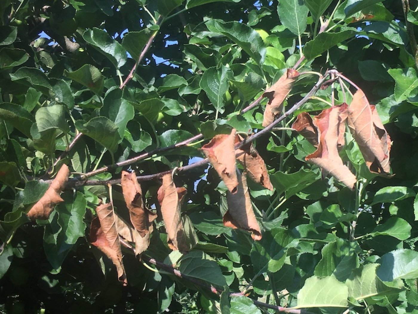 Wegen dem Feuerbrand musste bereits tausenden von Bäumen ausgerissen werden. (Bild zVg)