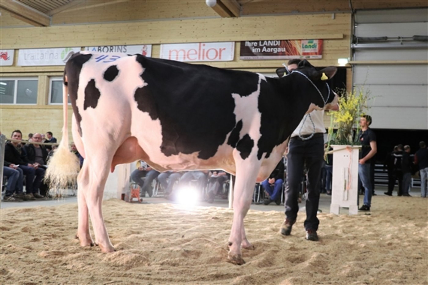 An der Auktion im April schaffte der Hellender Lingo Gueria mit 5400 Franken den Höchstpreis.  (Bild zVg)