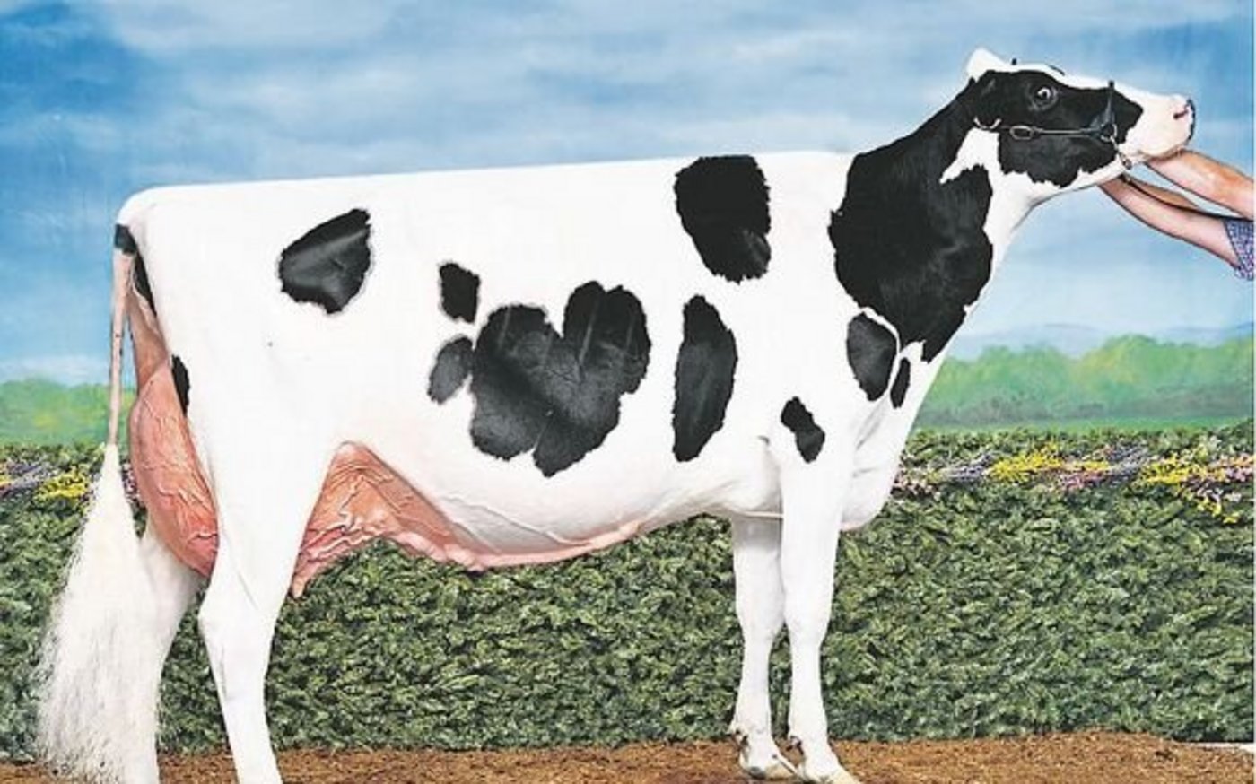 Eine der berühmtesten McCutchen-Töchter ist sicher Walnutlawn Summer (EX-94). 