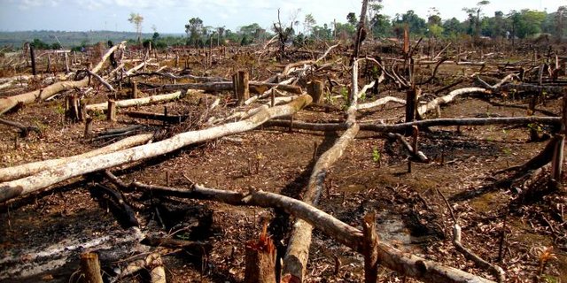 Abgeholzter Amazonas