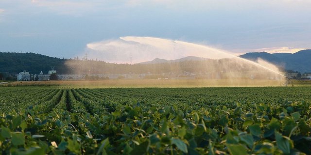 Ein Wasserwerfer im Birrfeld im Trockensommer 2022: Der Umgang mit der wertvollen Ressource stand am Liebegger-Tag der Spezialkulturen im Mittelpunkt. 