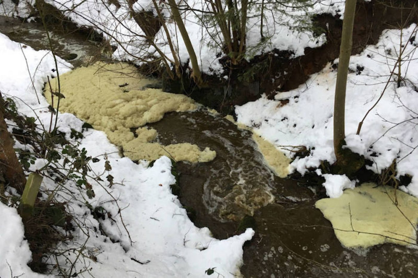 Durch die Verschmutzung sind zahlreiche Bachforellen verendet. (Bild Zuger Polizei) 