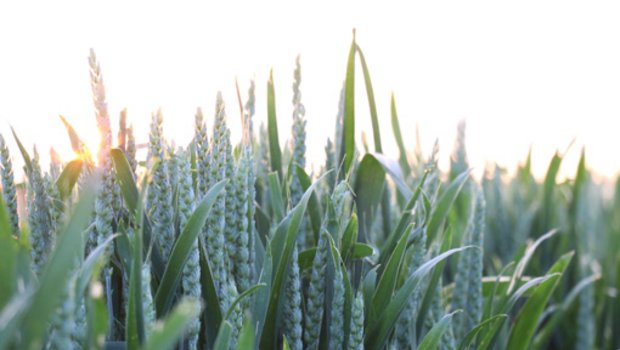 Ambitiöse Pläne: IP-Brotgetreide wird ab der Saat 2022 ausschliesslich herbizidfrei angebaut. (Bild Ruth Aerni)