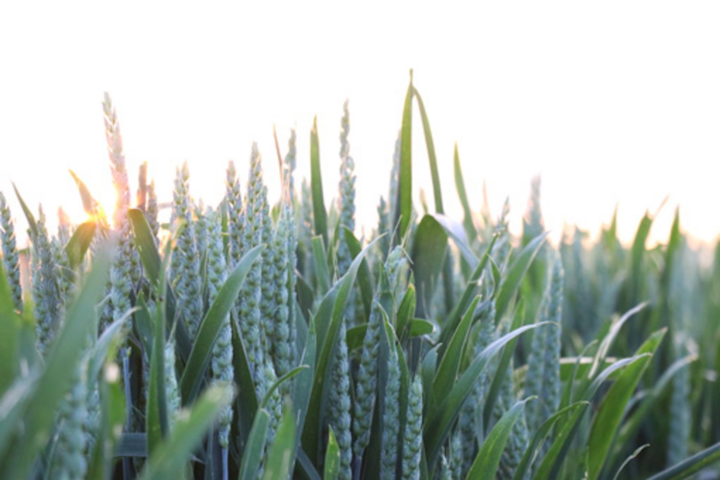 Ambitiöse Pläne: IP-Brotgetreide wird ab der Saat 2022 ausschliesslich herbizidfrei angebaut. (Bild Ruth Aerni)