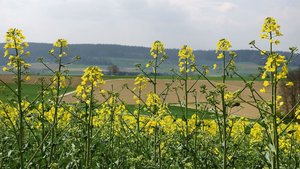 Agroscope forscht zw Agroscope forscht zwar nicht an neuen, inländischen Rapssorten – in Zukunft sollen aber auch für den biologischen Rapsanbau noch bessere Empfehlungen gemacht werden können.
