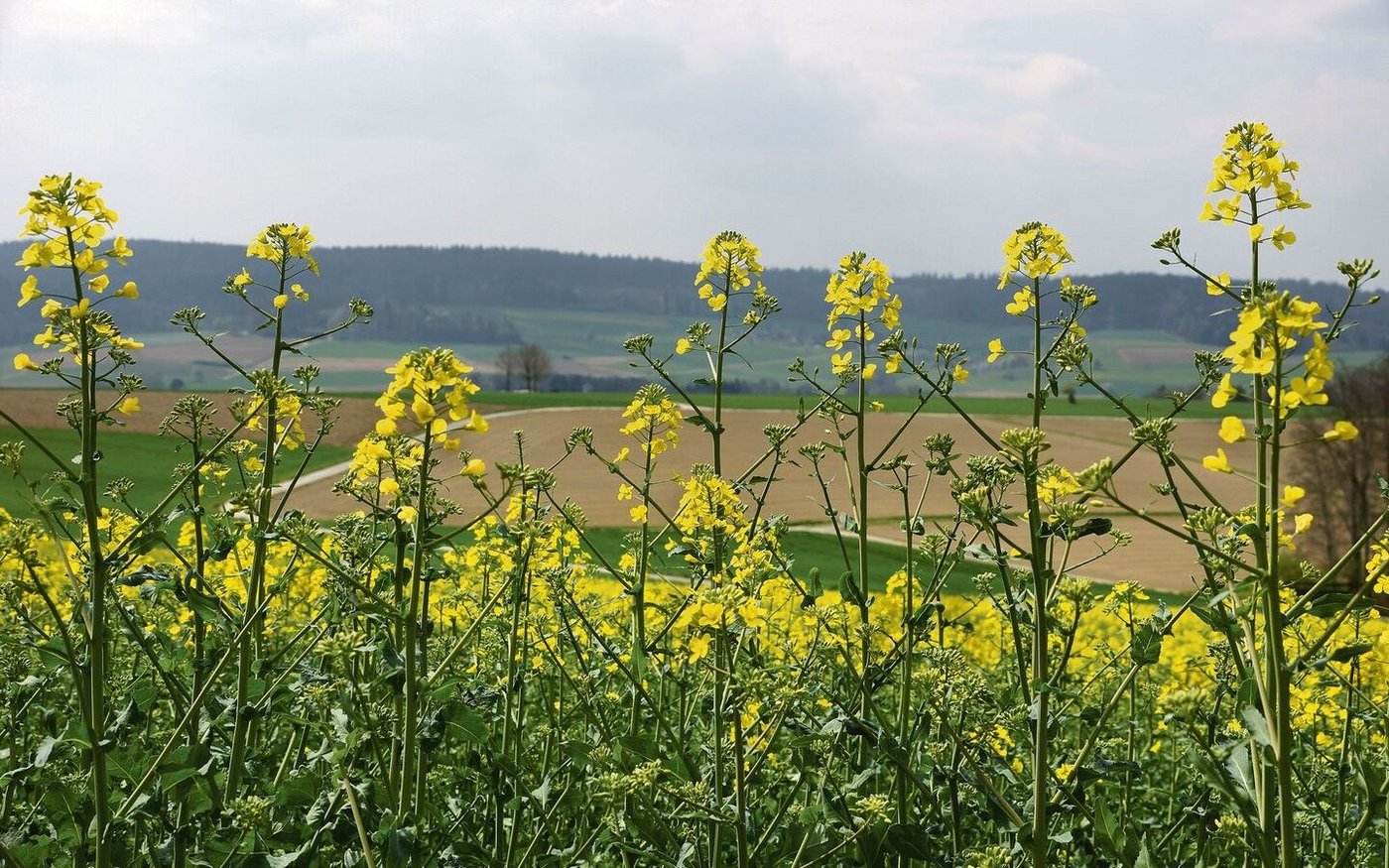 Agroscope forscht zwar nicht an neuen, inländischen Rapssorten – in Zukunft sollen aber auch für den biologischen Rapsanbau noch bessere Empfehlungen gemacht werden können.