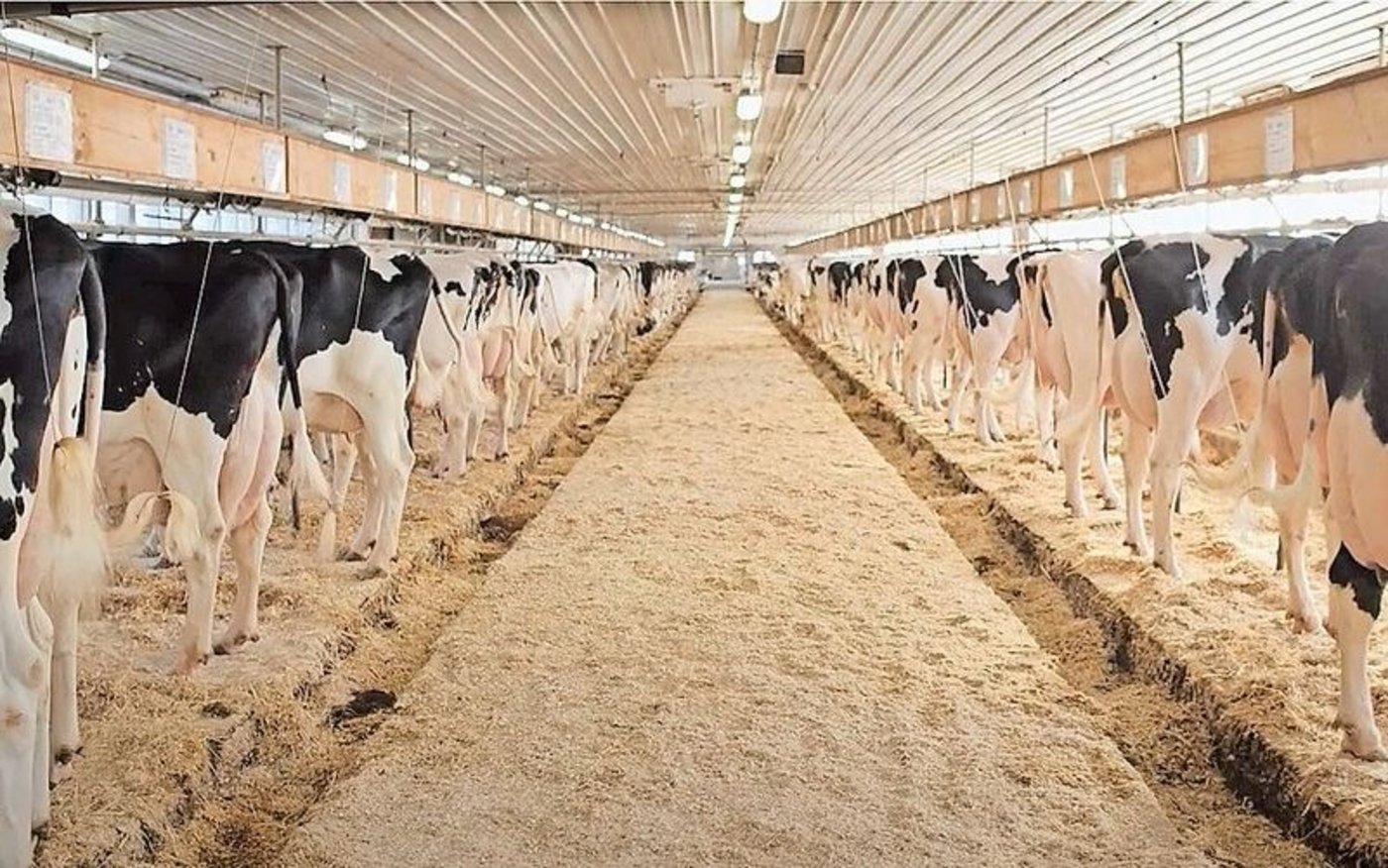 Im Stall von Thierry Jaton in Kanada mit dem Herdennamen Provetaz: Aktuell habe vor allem der Stier Delta-Lambda die Herde positiv beeinflusst. Im Jahr 2021 wurde Jaton kanadischer Meisterzüchter.  