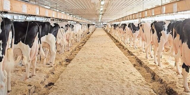 Im Stall von Thierry Jaton in Kanada mit dem Herdennamen Provetaz: Aktuell habe vor allem der Stier Delta-Lambda die Herde positiv beeinflusst. Im Jahr 2021 wurde Jaton kanadischer Meisterzüchter.  