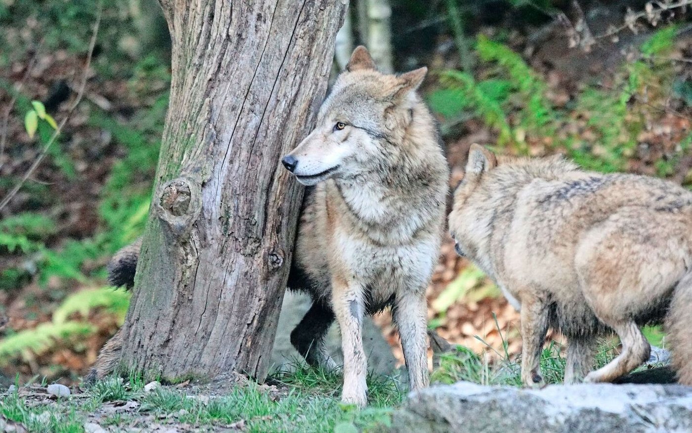 Zur Regulierung sollen meist Jungwölfe geschossen werden – zwecks Lerneffekt im Beisein anderer Rudelmitglieder. 