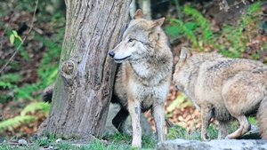 Zur Regulierung sollen meist Jungwölfe geschossen werden – zwecks Lerneffekt im Beisein anderer Rudelmitglieder. 