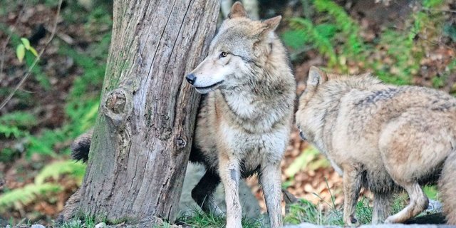 Zur Regulierung sollen meist Jungwölfe geschossen werden – zwecks Lerneffekt im Beisein anderer Rudelmitglieder. 
