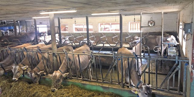 Der alte Laufstall des Betriebes Lützelhof gehörte 1986 zu den ersten im Kanton Schwyz. Für das Tierwohl ist eine Erneuerung des Laufstallbereiches geplant. (Bild bb)