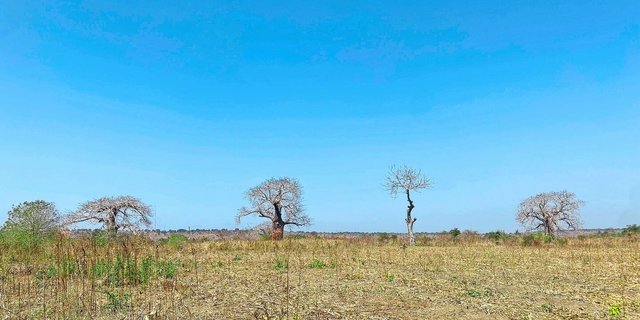 Die Affenbrotbäume gelten als magisch und heilig. Inmitten der während der Dürrezeit kargen Landschaft sehen sie entsprechend imposant aus.
