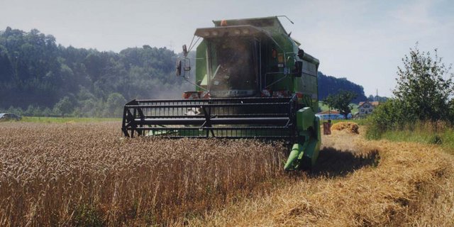 Insgesamt wird mit einer Weizenernte in Russland von 72 Mio. Tonnen gerechnet - das wären fast 11 Mio. Tonnen mehr als 2015. (Bild lid)