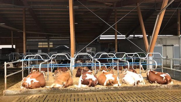 Im neuen Läger liegt es sich gut. (Bild sb)