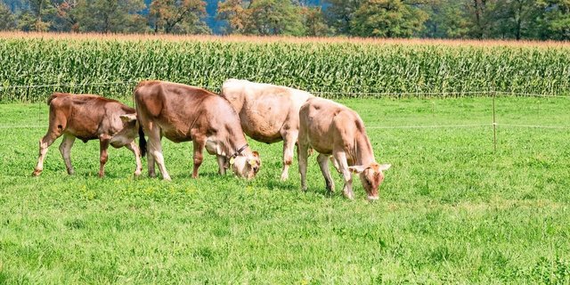 Jungvieh auf der Weide
