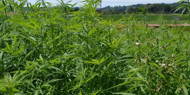 Bald Direktzahlungen für Hanfanbau? (Bild jba)