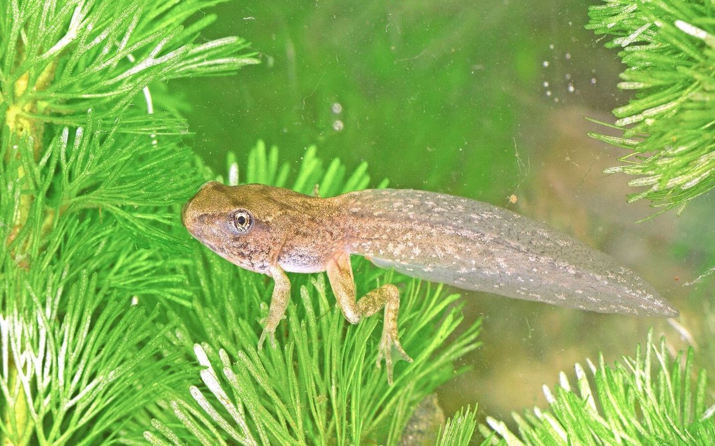 Die Verwandlung zum Frosch dauert je nach Bedingungen 7 bis 9 oder bis zu 12 Wochen.