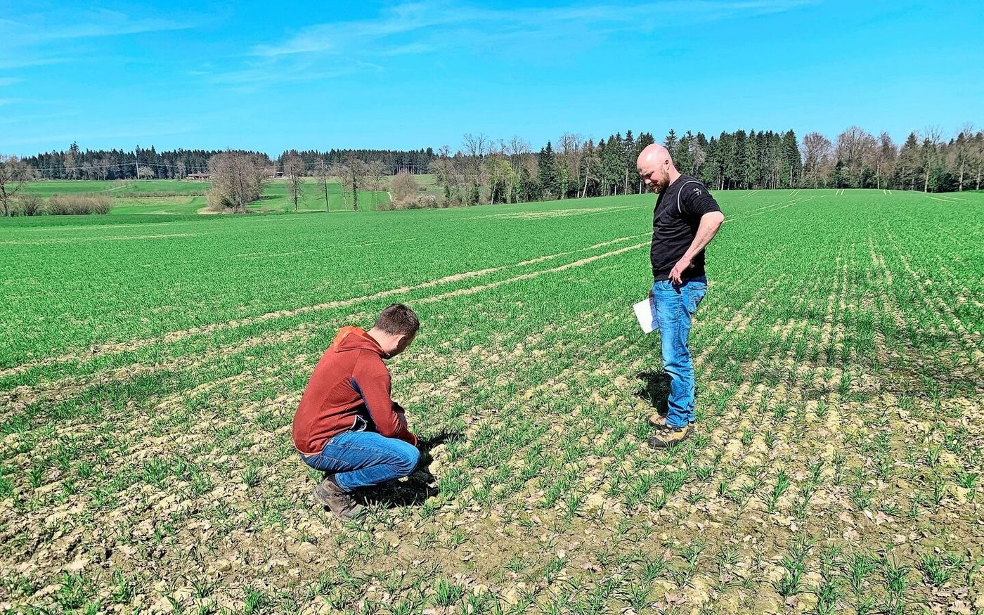Andreas Stuber und Ruedi Barmettler (l.) im Weizenfeld Anfang April. Der viele Regen über den Winter hat den Böden zugesetzt, Nährstoffe fehlen.