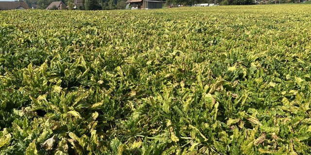 Die Viröse Vergilbung hat den Rübenanbau fest im Griff. Um die Pflanzer zu unterstützen, hat die Branche eine «neutrale Zone» festgelegt, in der es keine Abzüge gibt. (Bild ke)