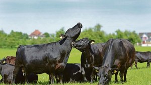 Migros auf Kuschelku Migros auf Kuschelkurs? Label-Produzenten wie jene von Swiss Black Angus scheinen im Ladengestell trotz Effizienzprogramm nichts befürchten zu müssen.