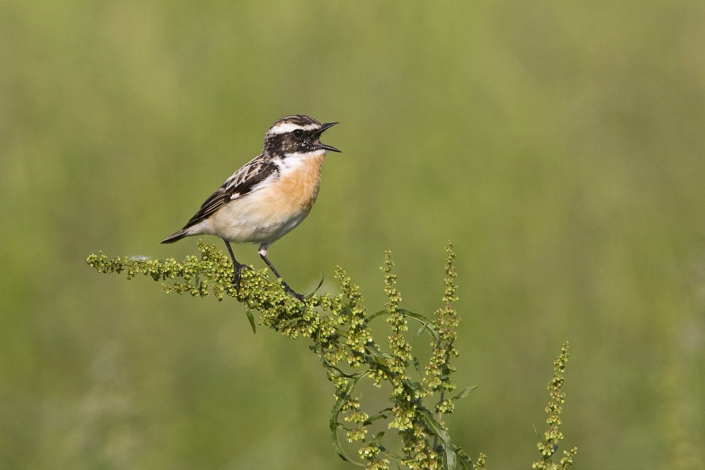Wiesenvögel wie das Braunkehlchen brauchen grossflächige, spät gemähte Wiesen, um erfolgreich brüten zu können.  (Bild © Marcel Burkhardt) 