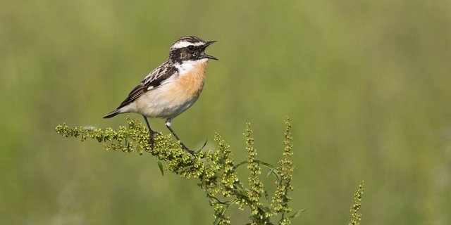 Wiesenvögel wie das Braunkehlchen brauchen grossflächige, spät gemähte Wiesen, um erfolgreich brüten zu können.  (Bild © Marcel Burkhardt) 