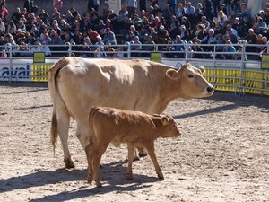 1)	Für Davina und ihr Kalb wurden 4500 Franken bezahlt. (Bilder Mario Tosato)